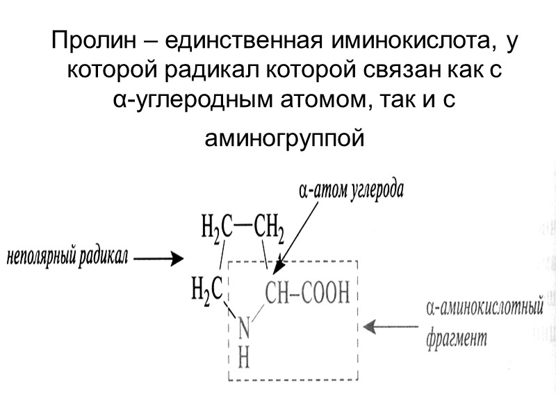 Пролин – единственная иминокислота, у которой радикал которой связан как с  α-углеродным атомом,